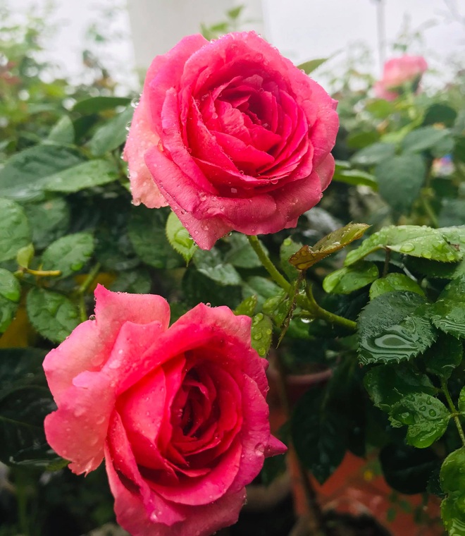 Vườn hoa hồng rực rỡ trên sân thượng của cô gái 9X Vĩnh Phúc tặng mẹ - 8