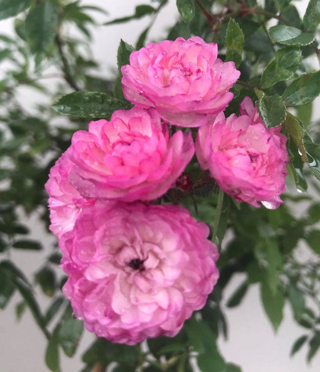Vườn hoa hồng rực rỡ trên sân thượng của cô gái 9X Vĩnh Phúc tặng mẹ - 5