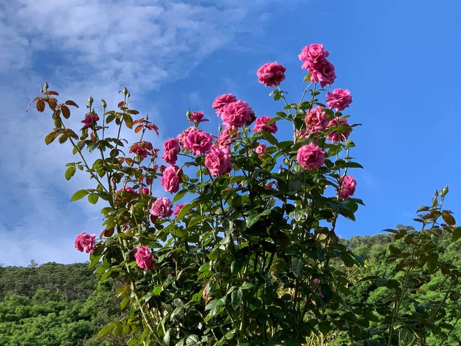 Vườn hoa 3 tầng khoe sắc rực rỡ của mẹ Việt trên đảo ở Nam Thái Bình Dương - 10