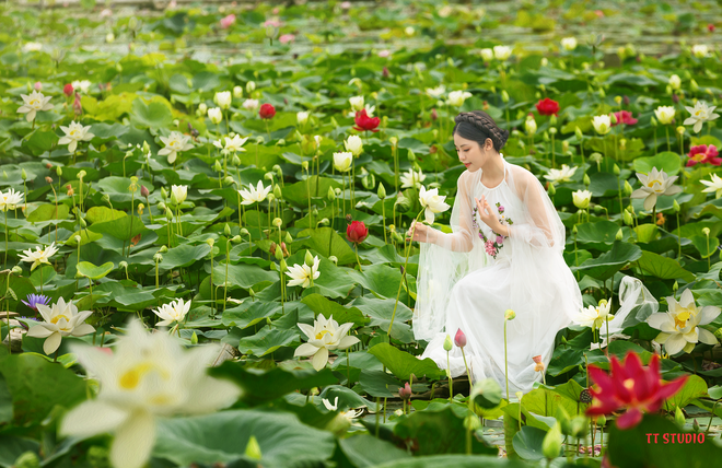 Thiếu nữ với vóc dáng thanh mảnh diện chiếc áo trắng tinh khôi, tay cầm một bông hoa sen trắng thơm ngát. Hình ảnh này như một tác phẩm nghệ thuật đầy nghệ thuật và phong cách, khiến người xem không thể rời mắt.