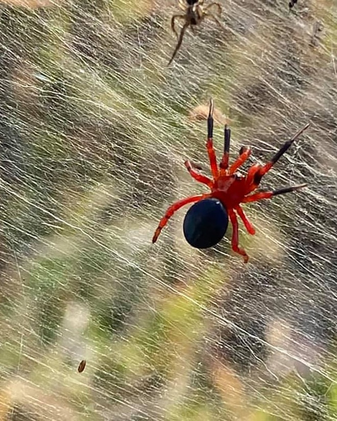Mạng nhện khổng lồ như phim khoa học viễn tưởng khiến dân bản địa sợ hãi - 3
