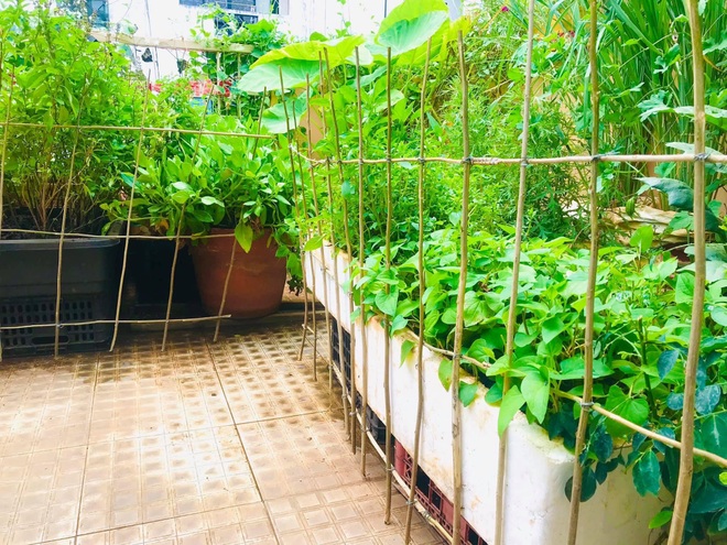Mê mẩn khu vườn trồng rau, ngắm chim, thưởng trà của chàng trai Sài Gòn - 4