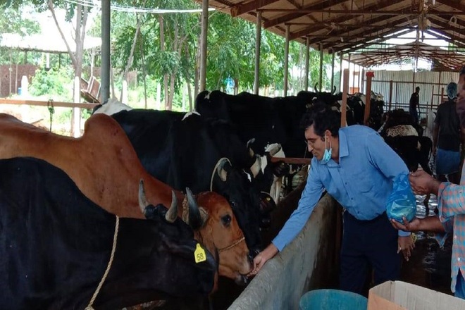 Nghỉ việc lương cao ở nước ngoài, người đàn ông về quê nuôi bò sữa - 1 Nghỉ việc lương cao ở nước ngoài, người đàn ông về quê nuôi bò sữa - 1