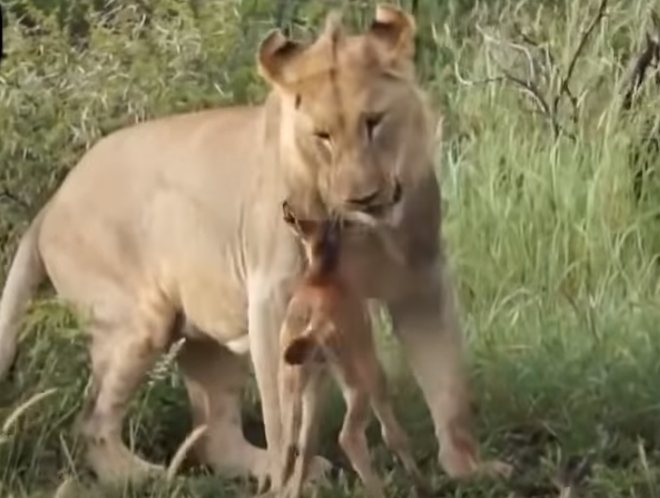 Kỳ lạ cảnh sư tử cái thân thiết với bê con như ruột thịt, không nỡ rời xa - 1