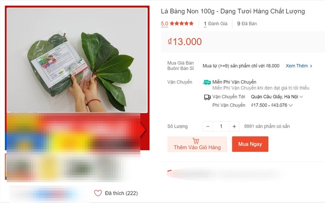 Hết lá khô 1.000 đồng, đến lượt lá bàng tươi được hét giá 100.000 đồng/kg - 1