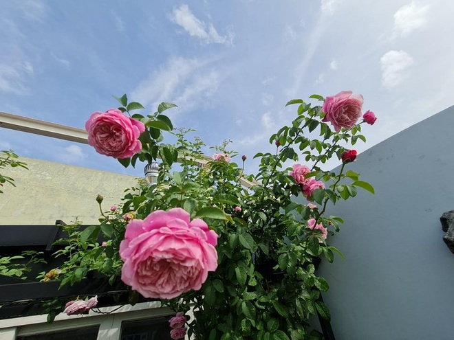 Vác đất lên sân thượng, mẹ đảm Bình Dương trồng vườn hồng ngát hương - 5