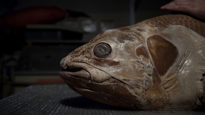 Loài cá biển sâu ma quái có thể sống thọ đến… hơn một thế kỷ - 1