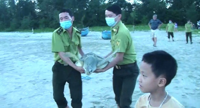 Bỏ hơn 3 triệu đồng mua rùa quý hiếm để thả về biển - 2