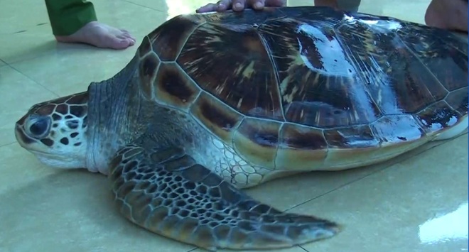 Bỏ hơn 3 triệu đồng mua rùa quý hiếm để thả về biển - 1