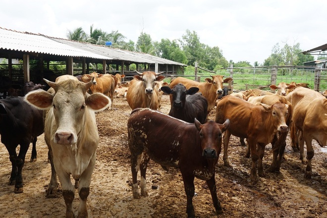 Bến Tre: Nhiều gia đình sống khỏe nhờ nuôi bò bán giống lẫn phân - 1