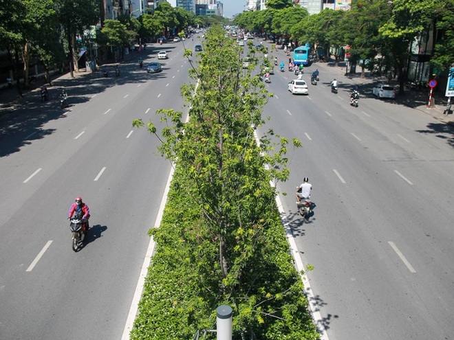 Hà Nội đánh chuyển toàn bộ hàng cây phong lá đỏ để... tránh nắng - 1 Hà Nội đánh chuyển toàn bộ hàng cây phong lá đỏ để... tránh nắng - 1