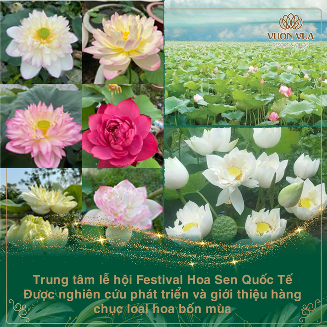 Vườn Vua Resort  Villas khởi tạo festival hoa sen tại đầm sen Bạch Thủy - 4