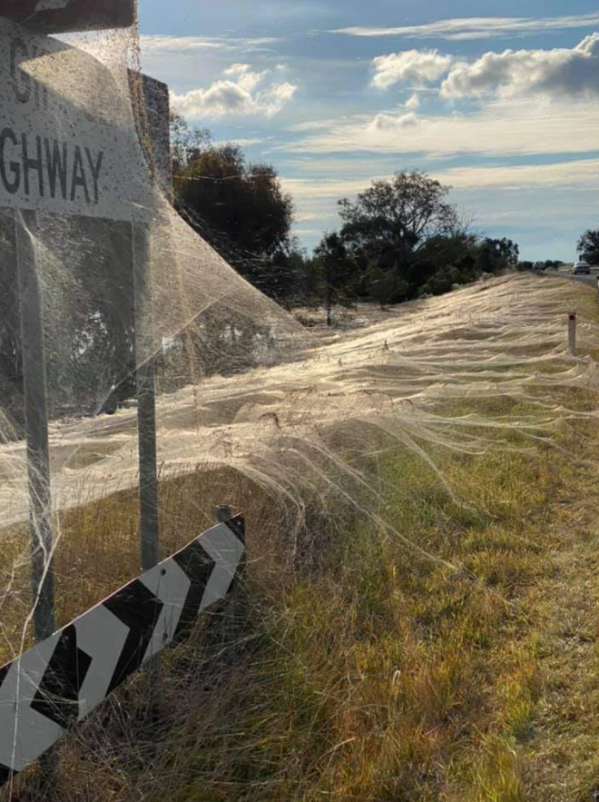 Sốc với cảnh mạng nhện khủng giăng kín đất trời sau cơn lũ ở Úc - 2