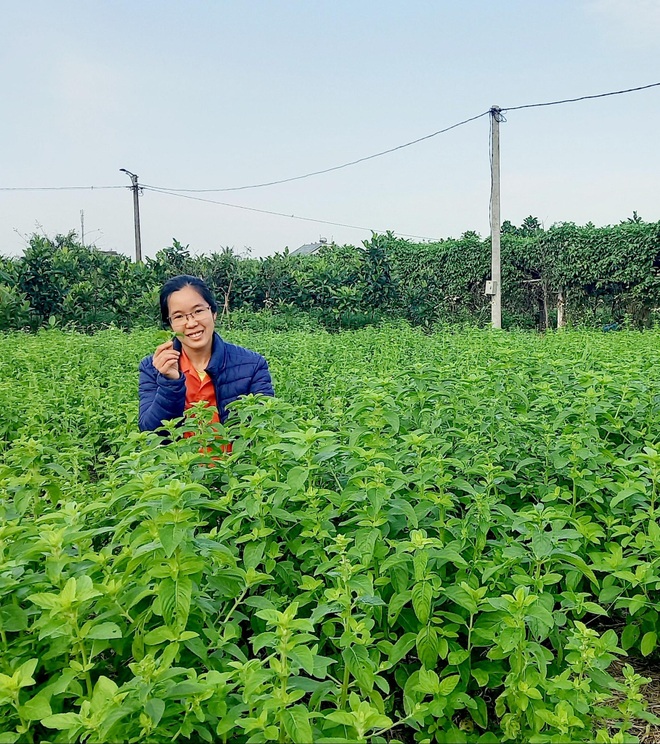 Từ cọng bạc hà dập nát, cô gái Thái Bình thuê đất trồng dược liệu làm giàu - 2 Từ cọng bạc hà dập nát, cô gái Thái Bình thuê đất trồng dược liệu làm giàu - 2