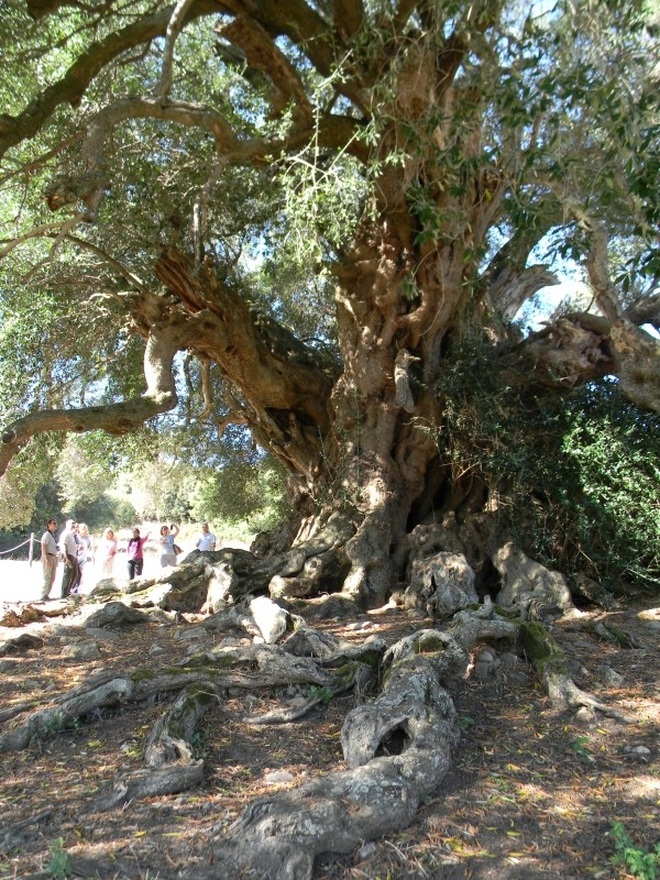 Những cây olive nghìn năm hình dáng kỳ quái - 1