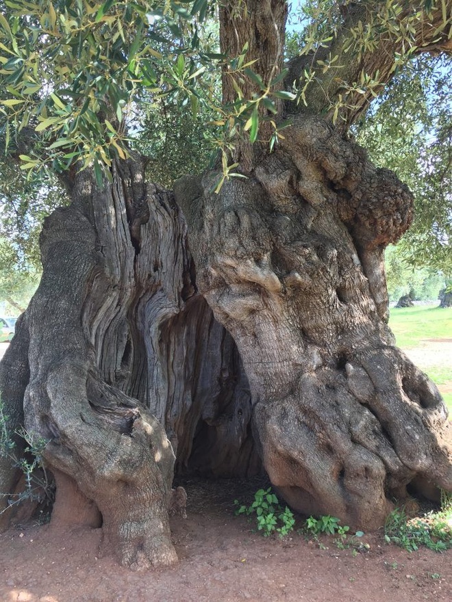 Những cây olive nghìn năm hình dáng kỳ quái - 3