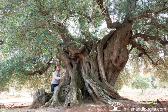Những cây olive nghìn năm hình dáng kỳ quái - 5