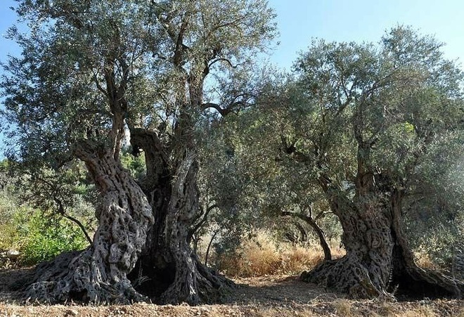 Những cây olive nghìn năm hình dáng kỳ quái - 4