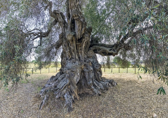 Những cây olive nghìn năm hình dáng kỳ quái - 6