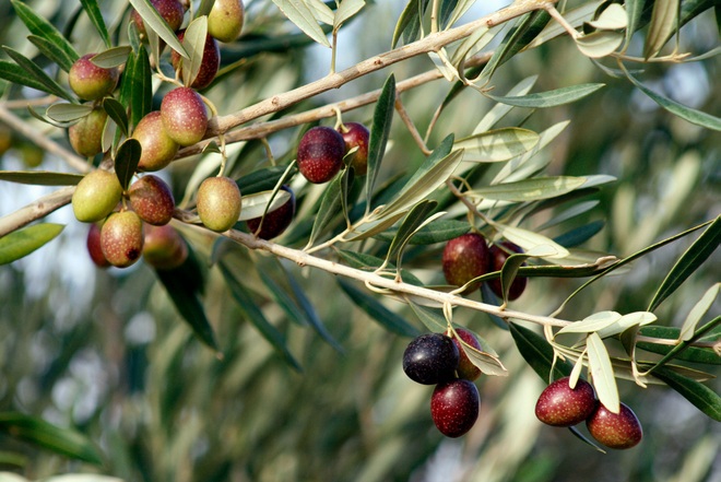 Những cây olive nghìn năm hình dáng kỳ quái - 8 Những cây olive nghìn năm hình dáng kỳ quái - 8