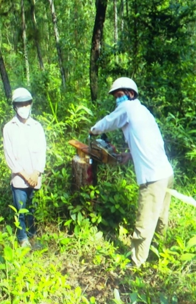 Cán bộ bảo vệ rừng cấu kết ăn tiền với nhóm đối tượng chặt cây rừng - 2