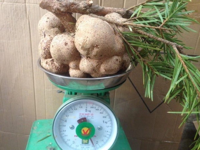 4 loại nấm đắt đỏ, giá vài chục triệu đồng/kg vẫn hút khách ở Việt Nam - 3 4 loại nấm đắt đỏ, giá vài chục triệu đồng/kg vẫn hút khách ở Việt Nam - 3
