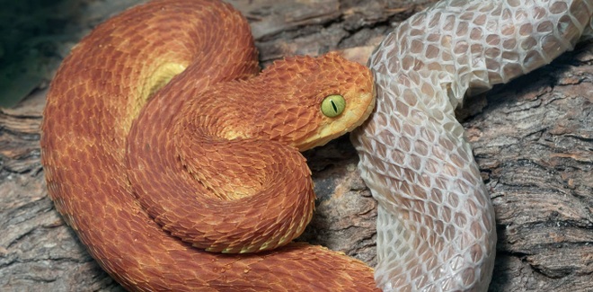 Vì sao da rắn lột ra lại không có màu sắc? | Báo Dân trí