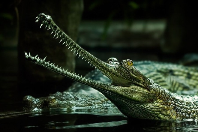 Chuyện về loài cá sấu khổng lồ siêu hiếm nổi tiếng... nhút nhát - 1
