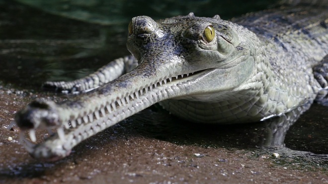 Chuyện về loài cá sấu khổng lồ siêu hiếm nổi tiếng... nhút nhát - 2