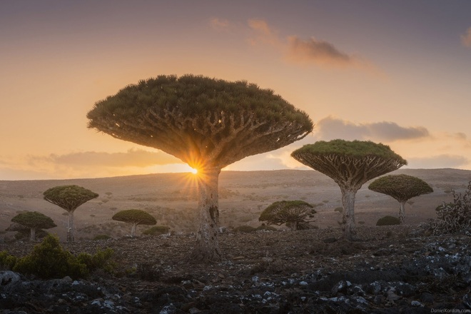 Kỳ lạ loài cây trăm tuổi có rễ mọc ngược ở hòn đảo ngoài hành tinh - 1