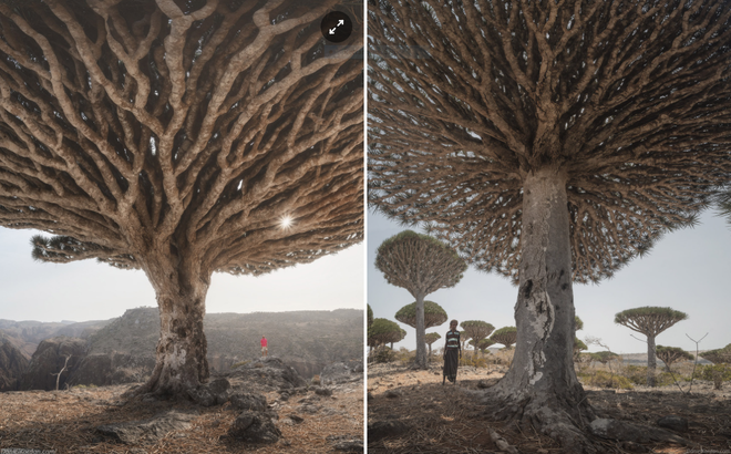 Kỳ lạ loài cây trăm tuổi có rễ mọc ngược ở hòn đảo ngoài hành tinh - 3