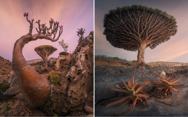 Kỳ lạ loài cây trăm tuổi có rễ mọc ngược ở hòn đảo ngoài hành tinh - 5