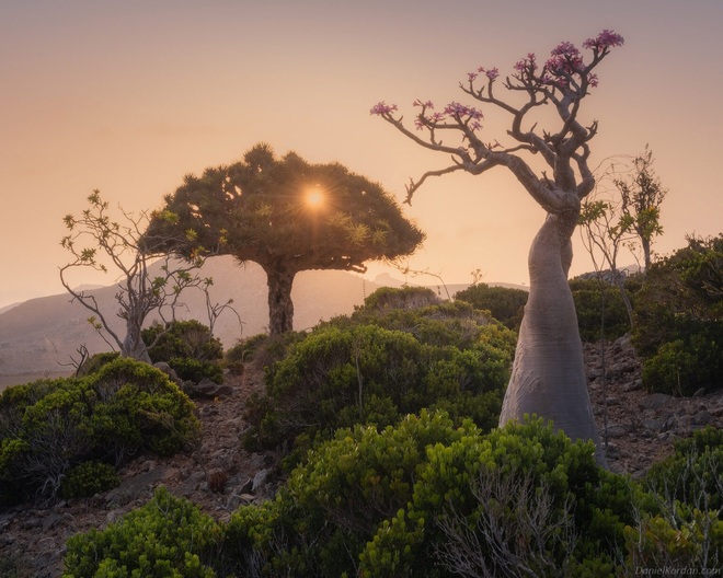 Kỳ lạ loài cây trăm tuổi có rễ mọc ngược ở hòn đảo ngoài hành tinh - 7