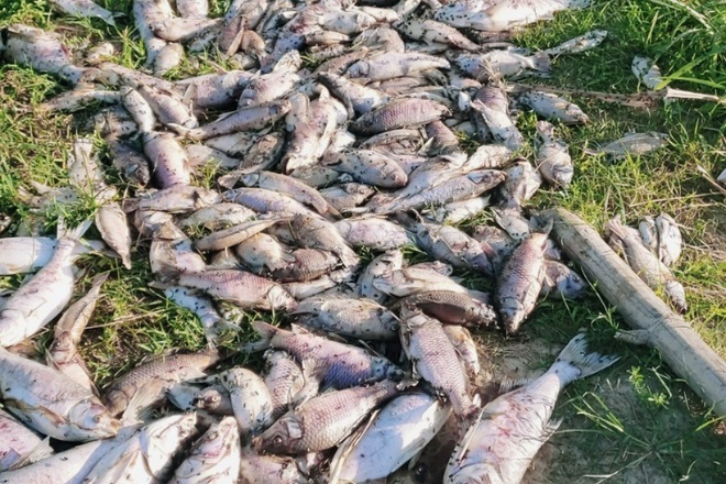 Nửa tấn cá sắp thu hoạch chết nổi trắng ao, nghi bị đầu độc - 2
