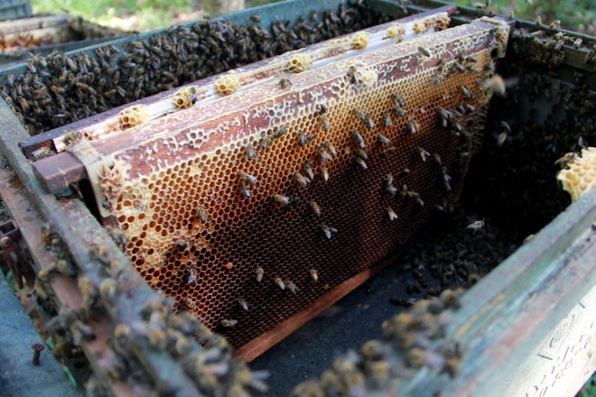 Kiếm hàng trăm triệu đồng mỗi năm nhờ nuôi ong theo kiểu du mục - 11
