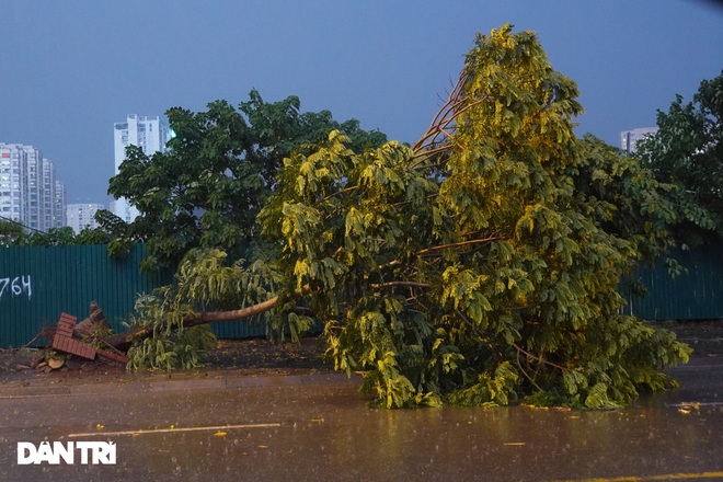Cơn mưa lớn giải nhiệt nắng nóng ở Hà Nội khiến nhiều cây gẫy đổ, ngập úng - 4