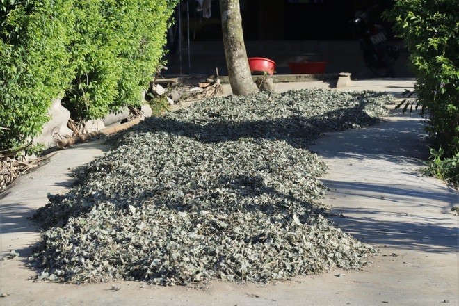 Nông dân cướp nắng thu hoạch cây thuốc hiệu quả gấp 3 lần trồng màu - 11 Nông dân cướp nắng thu hoạch cây thuốc hiệu quả gấp 3 lần trồng màu - 11