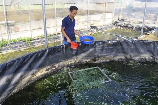 Nông dân bỏ túi hơn nửa tỷ đồng mỗi năm nhờ nuôi nhân sâm nước - 1 Nông dân bỏ túi hơn nửa tỷ đồng mỗi năm nhờ nuôi nhân sâm nước - 1