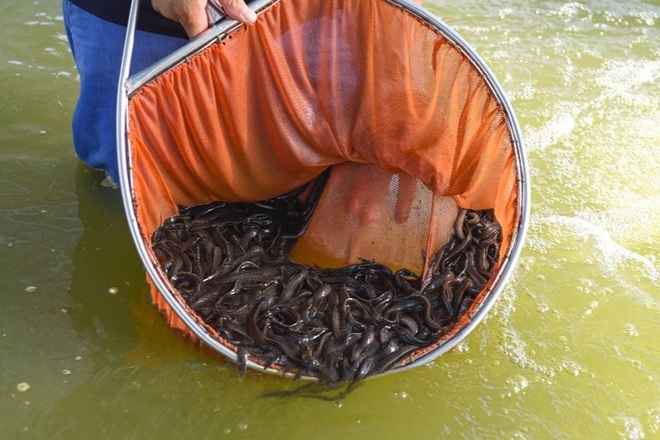 Nông dân bỏ túi hơn nửa tỷ đồng mỗi năm nhờ nuôi nhân sâm nước - 3 Nông dân bỏ túi hơn nửa tỷ đồng mỗi năm nhờ nuôi nhân sâm nước - 3