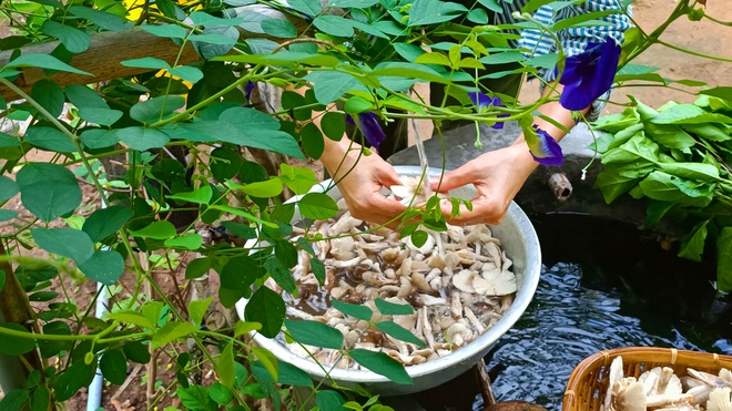 Thu hoạch nấm mối và nấu những món thật ngon cùng cô gái Bến Tre - 9 Thu hoạch nấm mối và nấu những món thật ngon cùng cô gái Bến Tre - 9