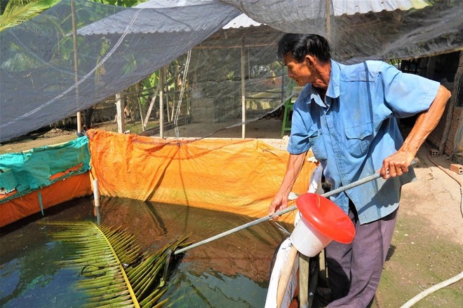 Lão nông Hậu Giang kể bí quyết nuôi ba ba thu lợi nhuận cao - 3 Lão nông Hậu Giang kể bí quyết nuôi ba ba thu lợi nhuận cao - 3
