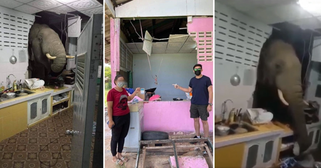 Voi đói bụng phá tường nhà dân, vào bếp tìm đồ ăn giữa đêm khuya - 1 Voi đói bụng phá tường nhà dân, vào bếp tìm đồ ăn giữa đêm khuya - 1