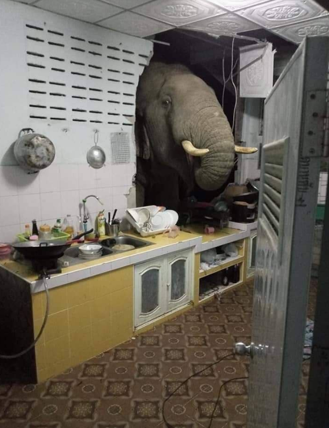 Voi đói bụng phá tường nhà dân, vào bếp tìm đồ ăn giữa đêm khuya - 2 Voi đói bụng phá tường nhà dân, vào bếp tìm đồ ăn giữa đêm khuya - 2