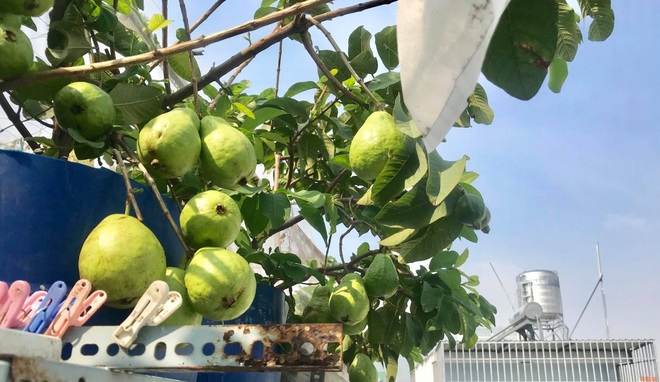 Khu vườn ngập rau xanh giữa Sài Gòn, muốn ăn thực phẩm sạch lúc nào cũng có - 4 Khu vườn ngập rau xanh giữa Sài Gòn, muốn ăn thực phẩm sạch lúc nào cũng có - 4