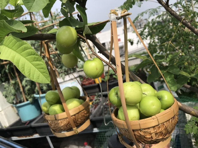 Khu vườn ngập rau xanh giữa Sài Gòn, muốn ăn thực phẩm sạch lúc nào cũng có - 7 Khu vườn ngập rau xanh giữa Sài Gòn, muốn ăn thực phẩm sạch lúc nào cũng có - 7