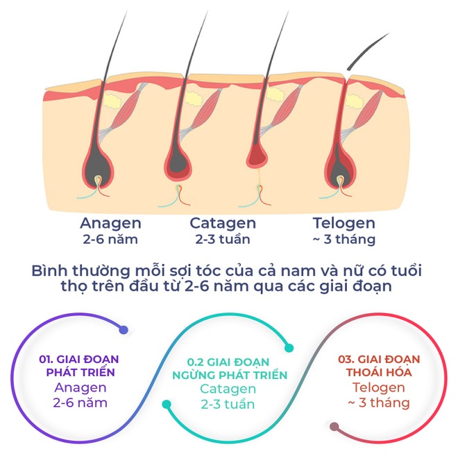 Rụng tóc ở nam giới và đi tìm một giải pháp hiệu quả  Thảo Mộc Út Em