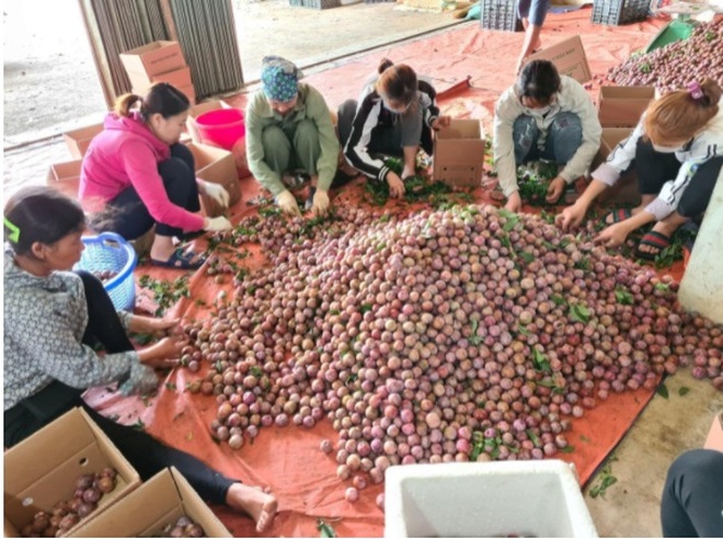 Một tuần nông dân 5 tỉnh bán hết 200 tấn nông sản trên sàn TMĐT - 2