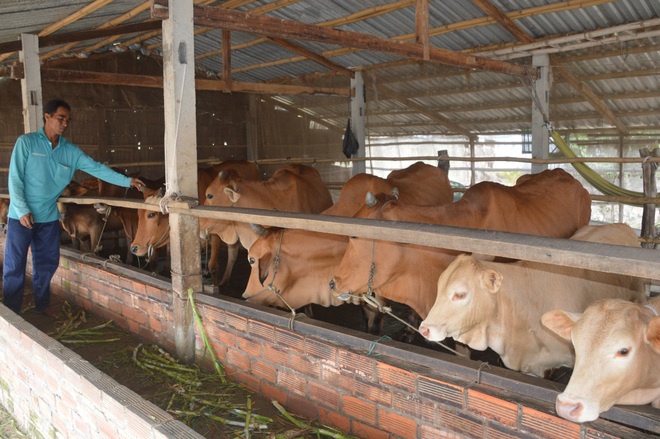 Sóc Trăng: Nghề nuôi bò giúp người dân có thu nhập hàng trăm triệu đồng - 1 Sóc Trăng: Nghề nuôi bò giúp người dân có thu nhập hàng trăm triệu đồng - 1