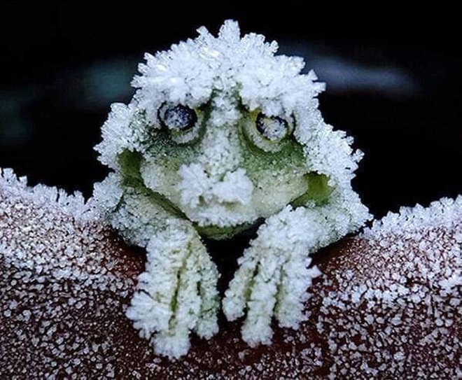 Kỳ lạ loài ếch hóa đá vào mùa đông, mùa xuân sống lại - 1