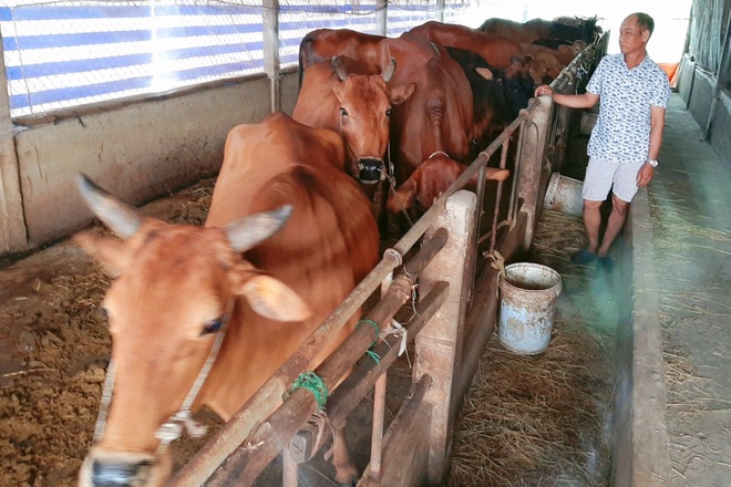 Sóc Trăng: Nghề nuôi bò giúp người dân có thu nhập hàng trăm triệu đồng - 2 Sóc Trăng: Nghề nuôi bò giúp người dân có thu nhập hàng trăm triệu đồng - 2
